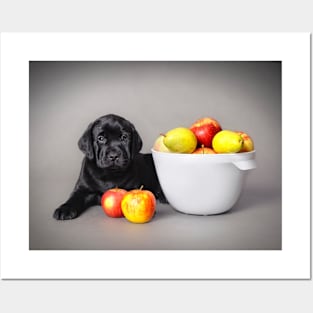 Labrador retriever puppy Posters and Art